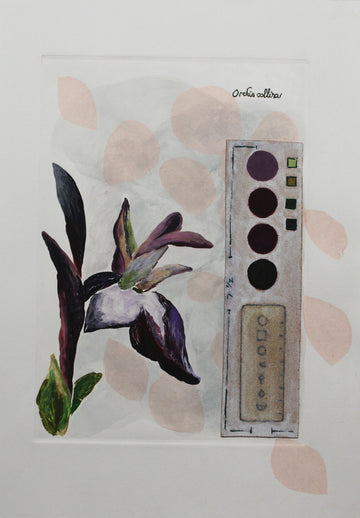 Critically Endangered Orchis - Collina