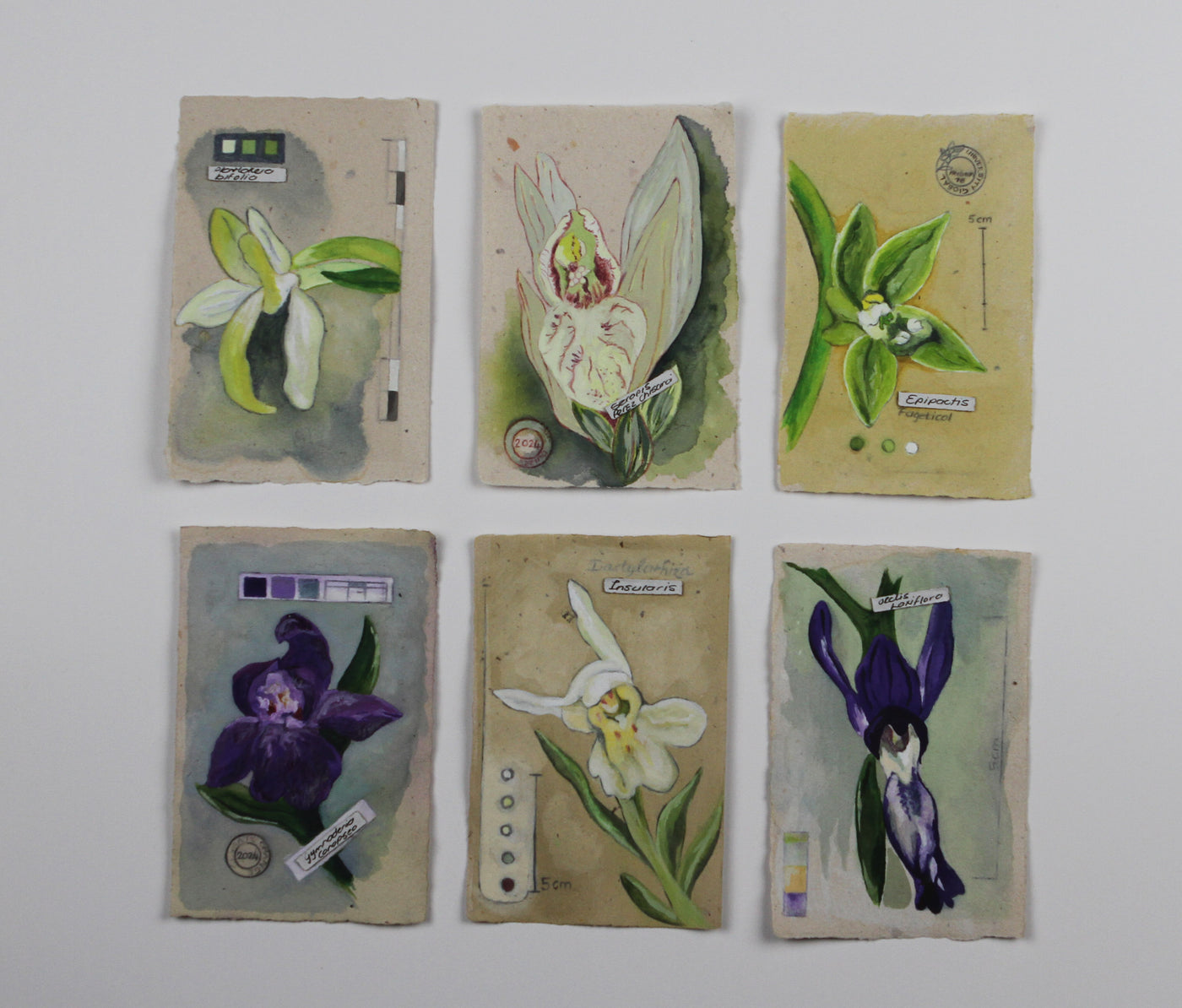 Orchidacea Genus Collection