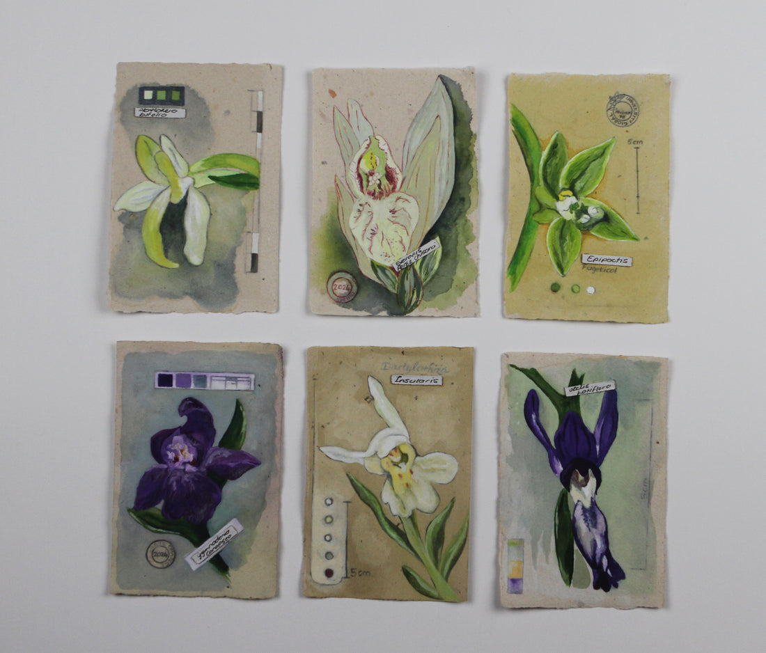 Orchidacea Genus Collection