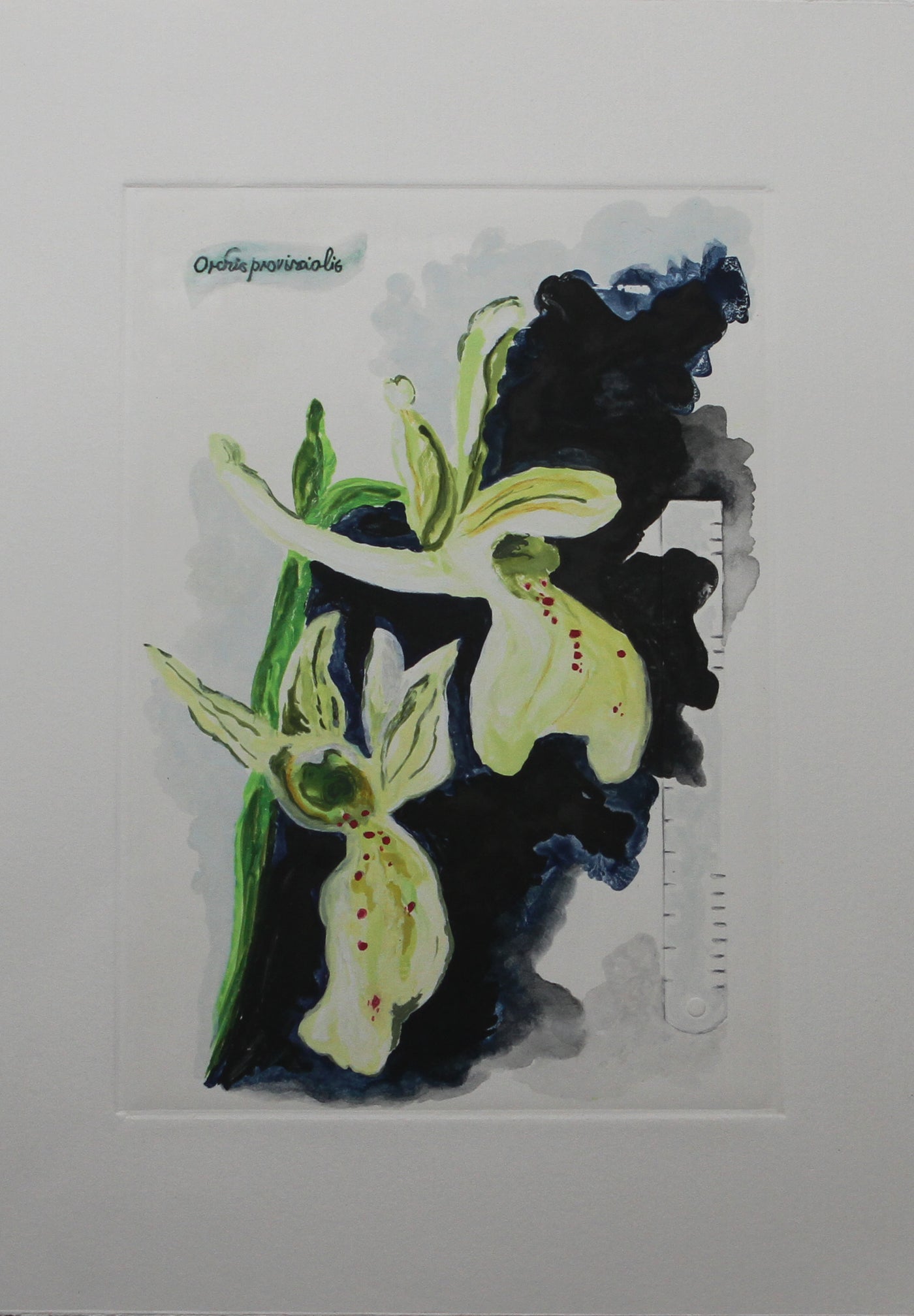 Critically Endangered Orchis Provincialis