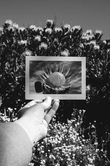 Protea Postcard