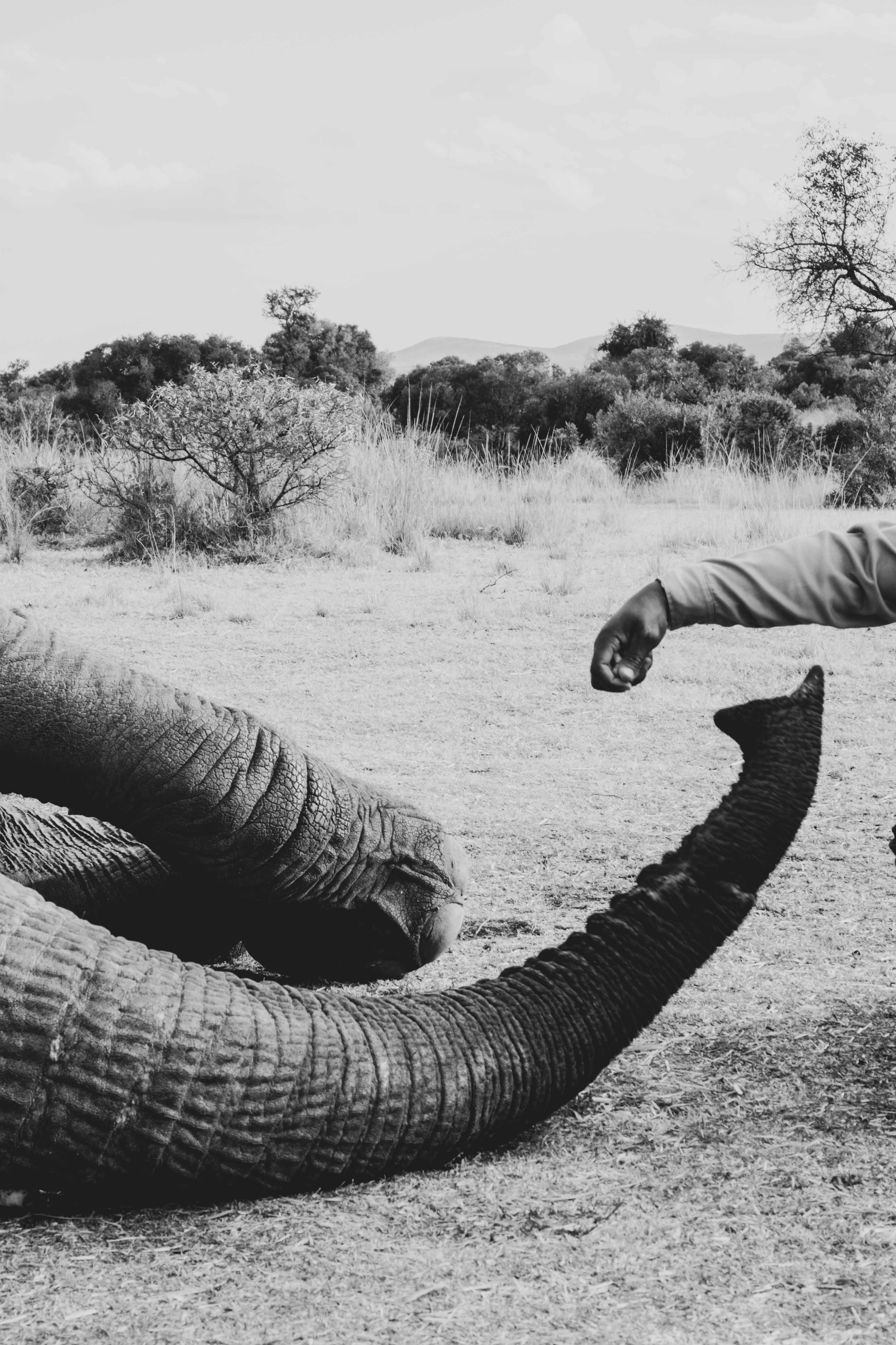 There's an elephant in the room