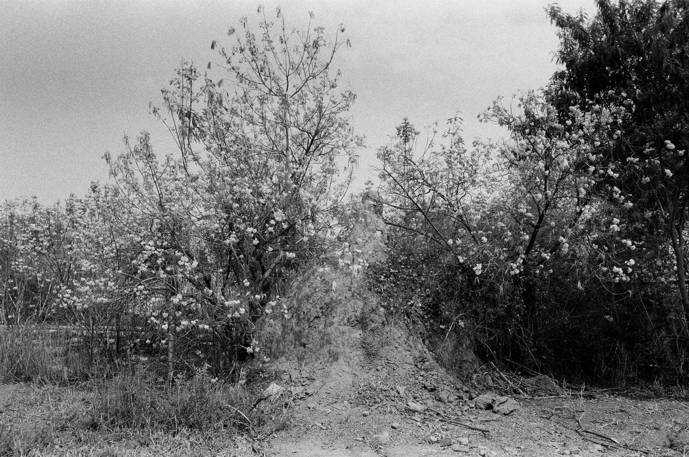 Termite Mound