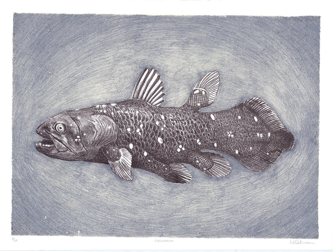 Gombessa (Coelacanthe)
