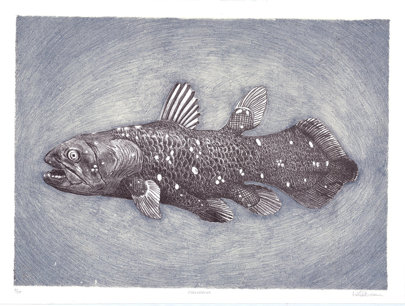 Gombessa (Coelacanthe)
