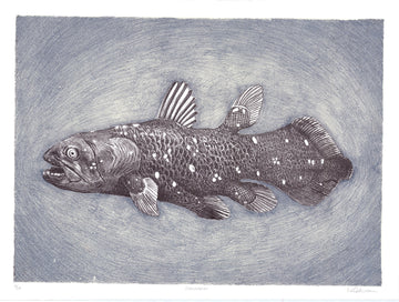 Gombessa (Coelacanthe)
