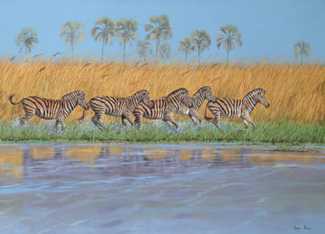 Okavango Zebra