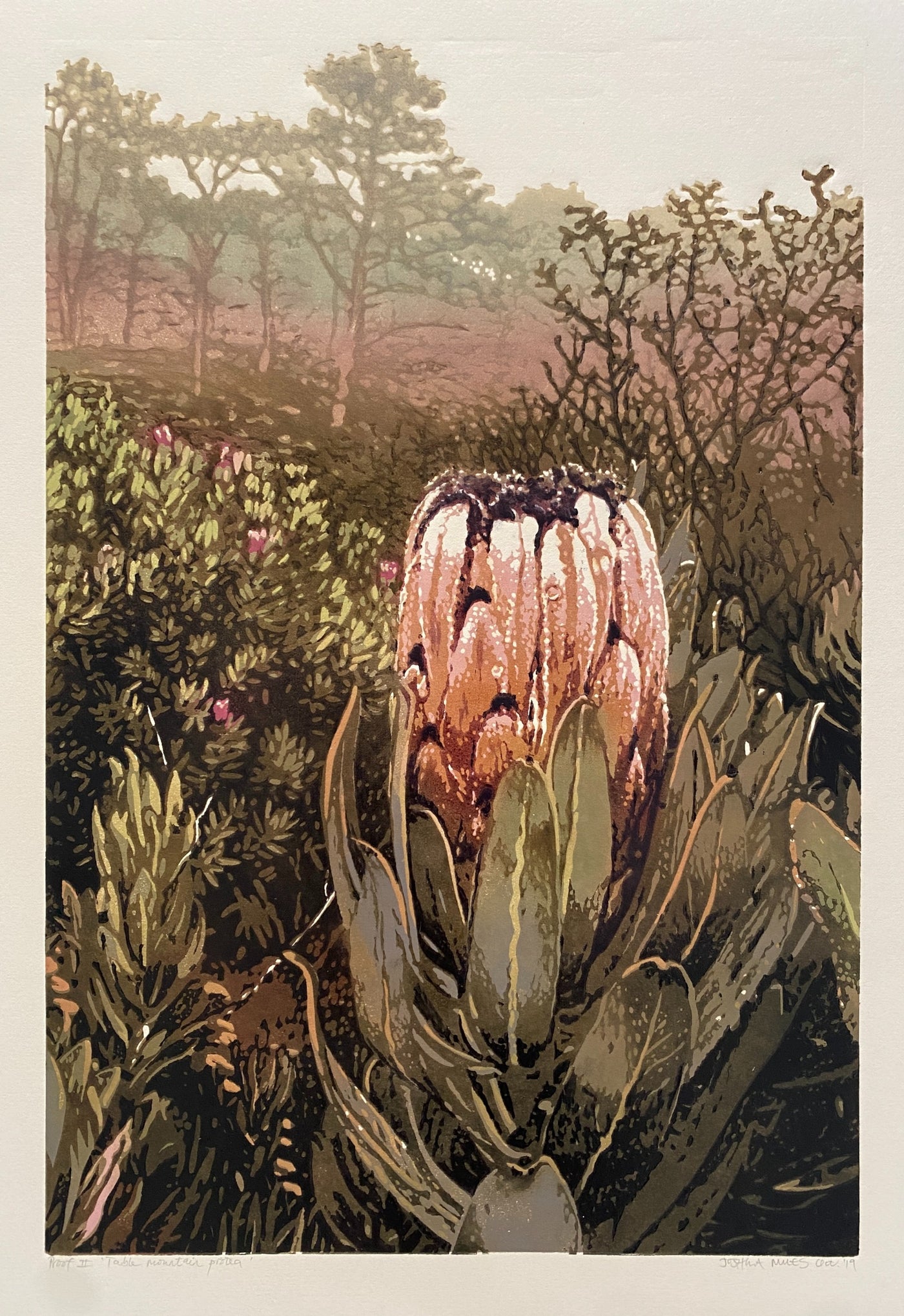 Table Mountain Protea AP 2/2