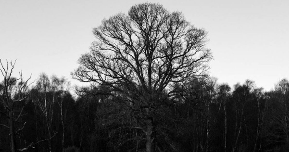 Gordon Massie | Silent Observer