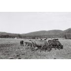 Khanyisa Agnes Brancon's artwork thumbnail