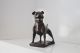 Jonathan van der Walt-Staffordshire Bull Terrier
