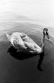 DMT-Vienna Swan Friend