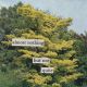 Sam Kentridge-Almost nothing