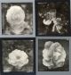 Camille Guerin-Roses in Monochromatic Frames