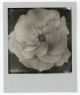 Camille Guerin-Wide Rose