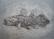 Walter Oltmann-Coelacanthe