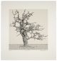 Anton Kannemeyer-Dead Oak