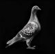 Henk Serfontein-Greenmarket Square Pigeon