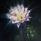 Hermann Niebuhr-The Night Garden - Echinopsis Cactus