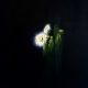 Hermann Niebuhr-The Night Garden - Epiphyllum Oxypetalum II
