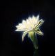 Hermann Niebuhr-The Night Garden - Epiphyllum Oxypetalum I
