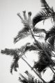 William Hindle-Retrospective Oasis: Palms in Monochrome