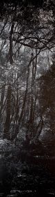 Peter Eastman-Tall Forest