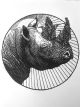 John Moore-Rhino Study