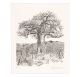 Anton Kannemeyer-Baobab, Pafuri