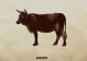 Joachim Schönfeldt-Cow from A Farm Series