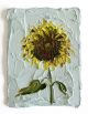 Sera Holland-Mini Sunflower 4