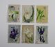 Tessa Teixeira-Orchidacea Genus Collection