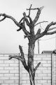 Tshepo Moloi-IN SEARCH OF (ACACIA)