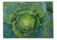 Ada-Ruth Kellow-Slice the Brassica (Cabbage)
