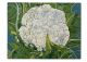 Ada-Ruth Kellow-Offshoot of the Brascia's (Cauliflower)