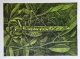 Walter Oltmann-Bush Cricket