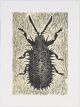 Walter Oltmann-Spiny Leaf Beetle