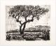 William Kentridge-Tree (17)