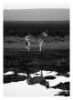 Robyn Garstman-Zebra III